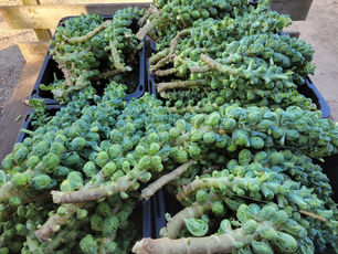Winter CSA Newsletter Week #1, Oct. 29-Nov 4, 2023 “A” week