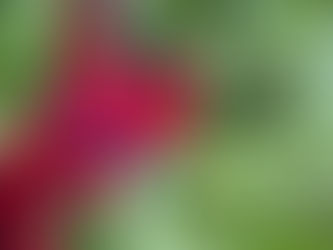 Summer #1 CSA Newsletter June 1 - 7, 2025