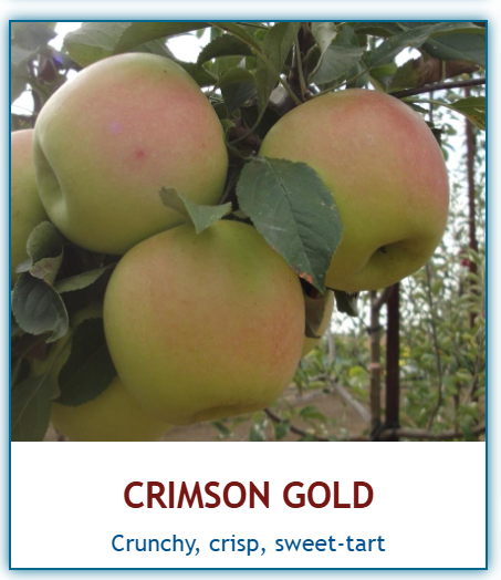 Blue Roof Orchard Apples 2nds- 3 lb