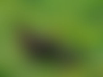 On the Farm . . . The Little Banty That Could