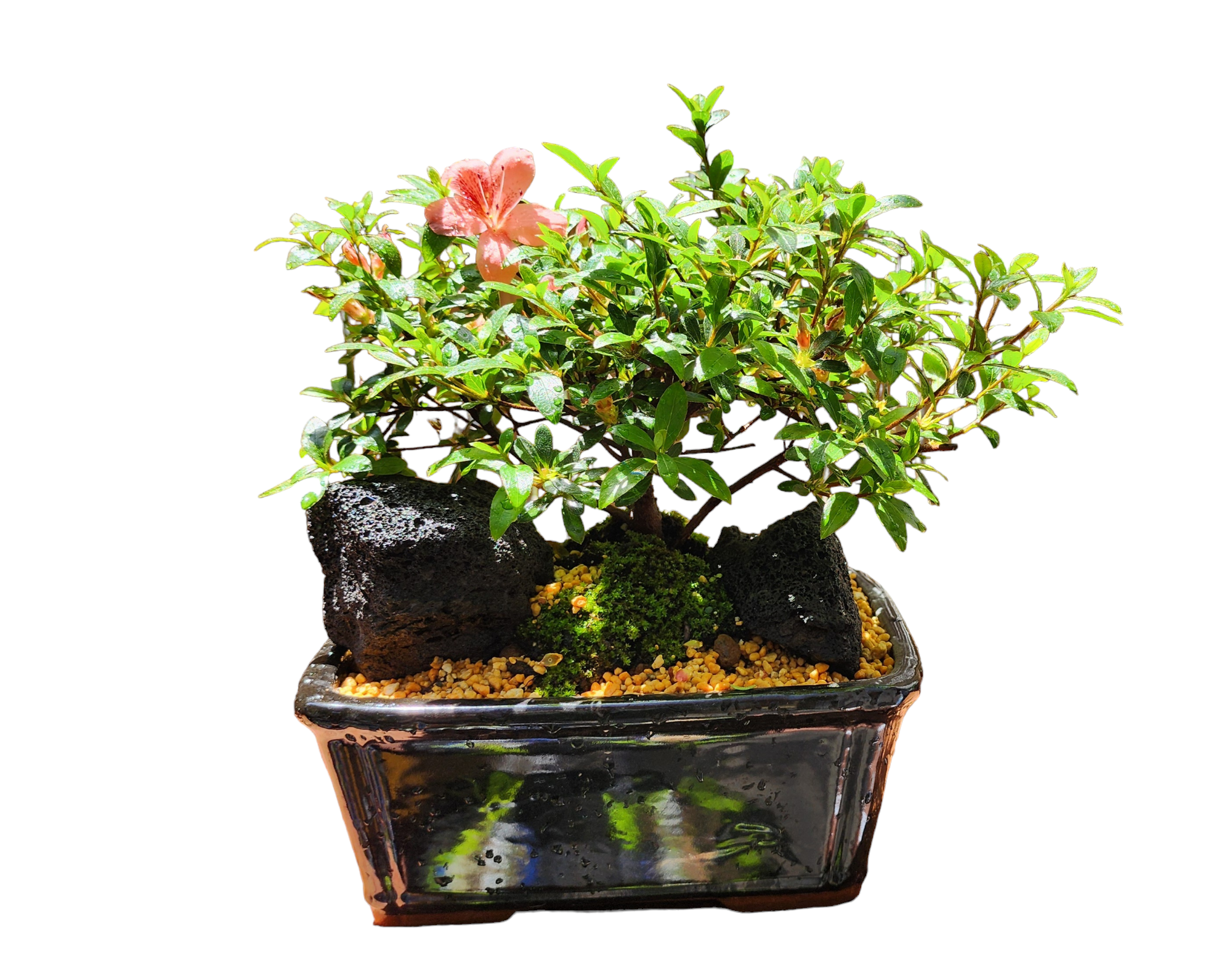 Azalea Bonsai Pink in Ceramic Pot 9"