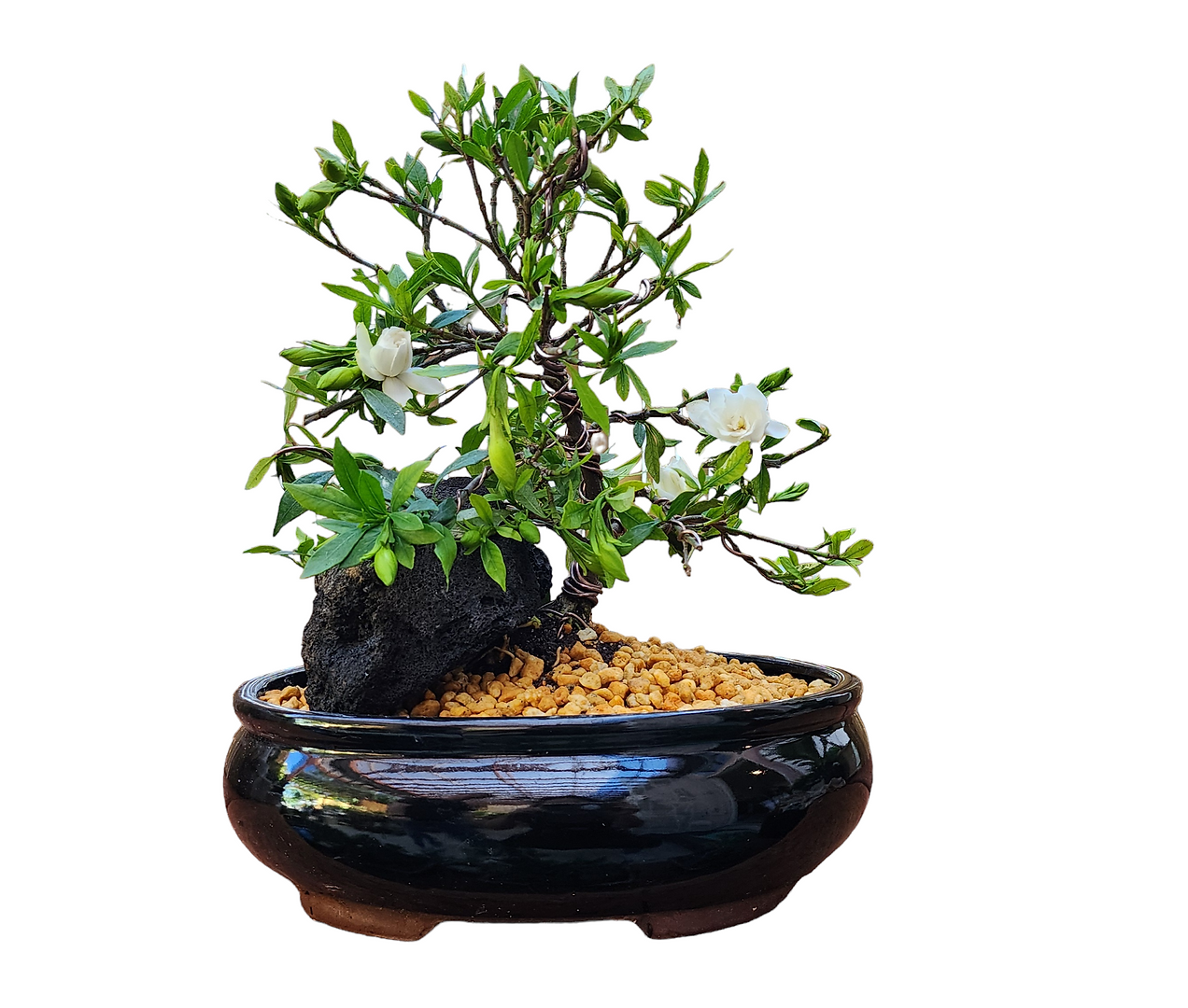 Gardinia Bonsai in Black Ceramic Pot 12"