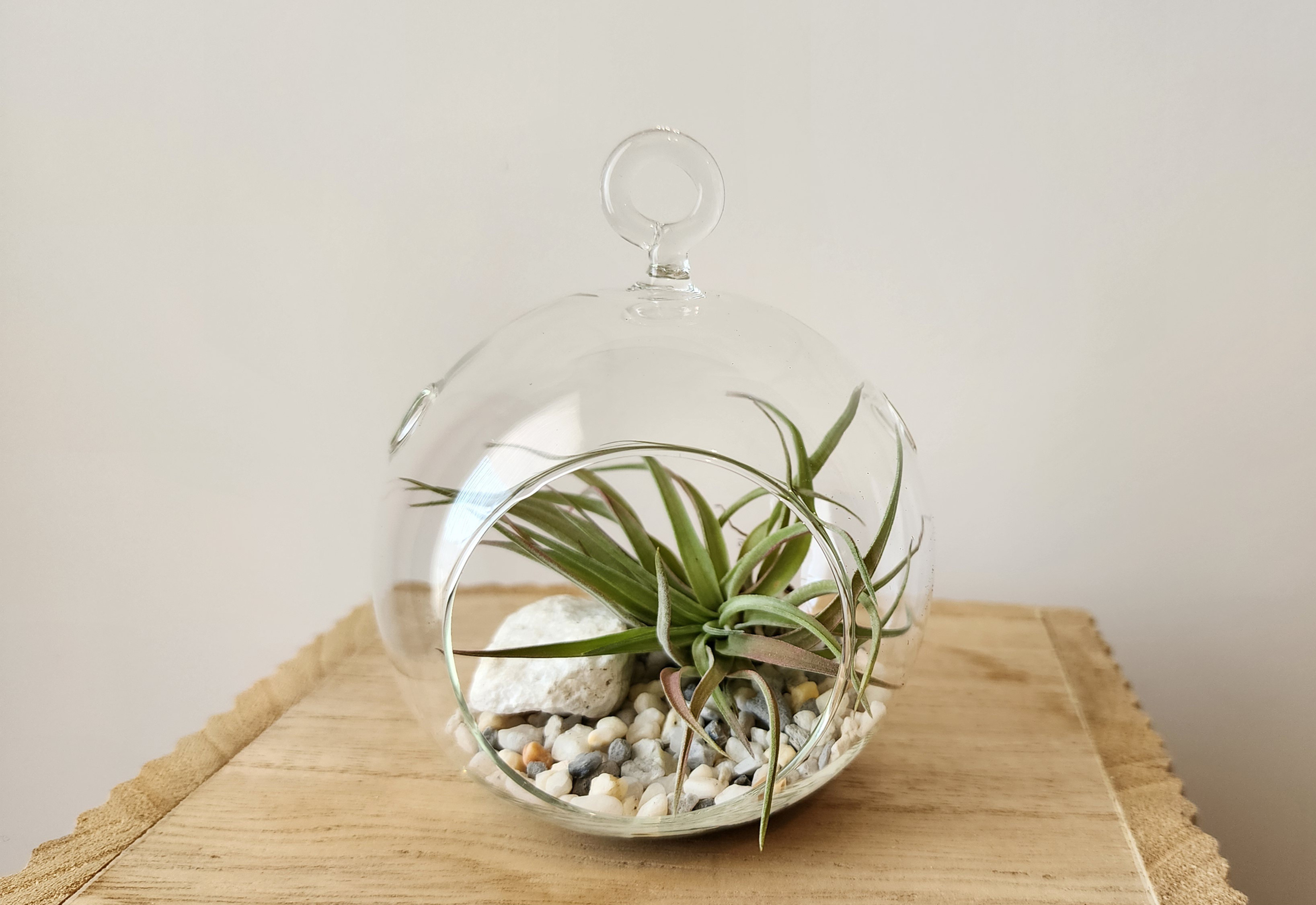 Handing Terrarium with Air Plant 4"