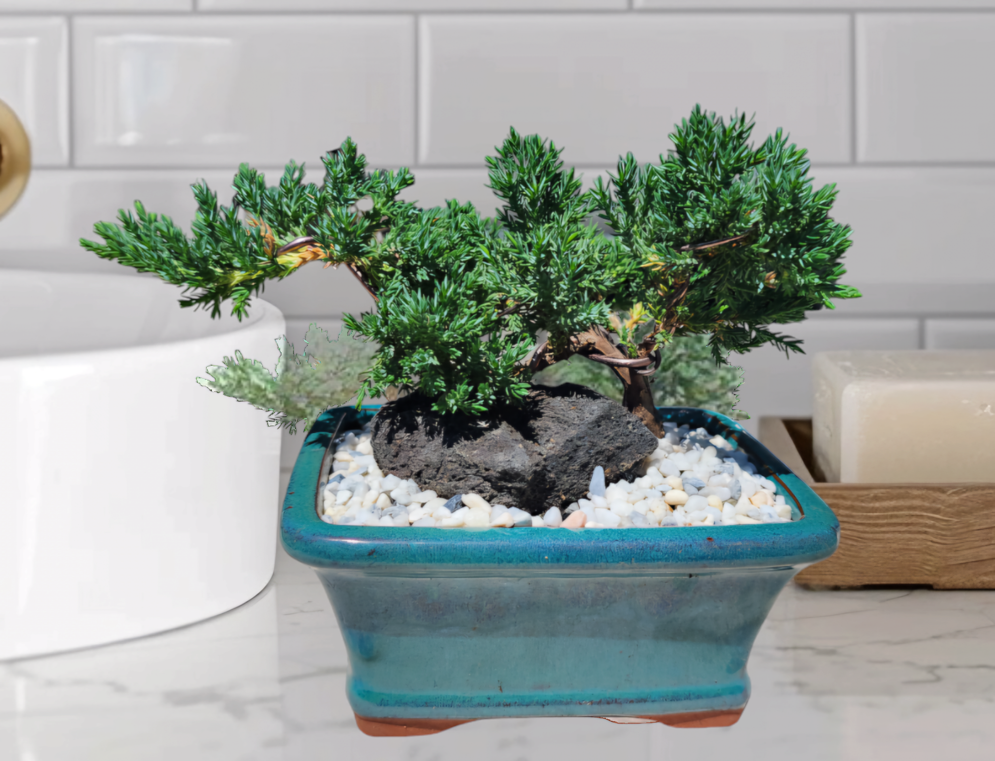 Juniper Tree Bonsai in Green Glazed Ceramic Pot 8"