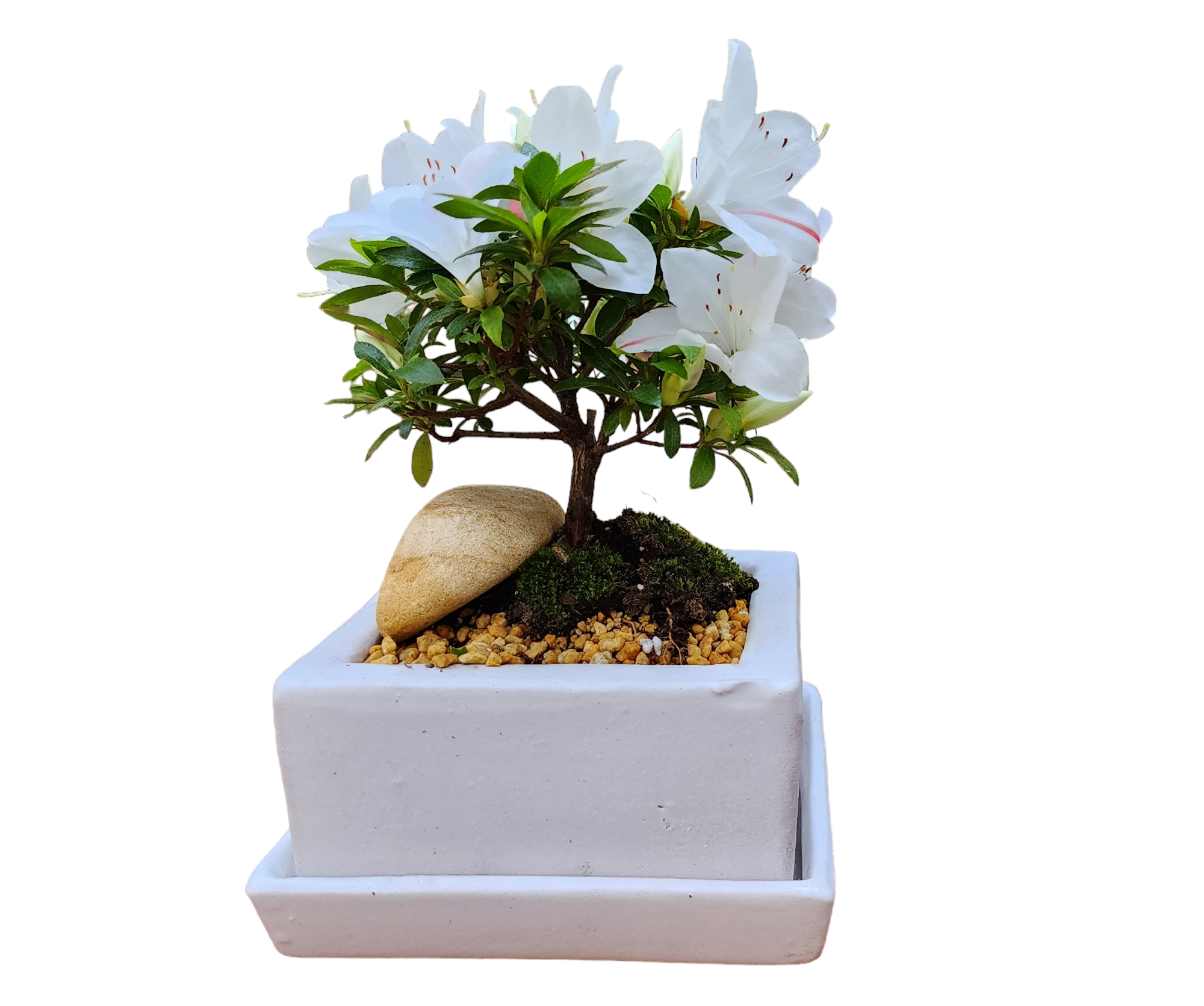 White Azalea Bonsai in Square Matt White Pot w/Saucer 8"