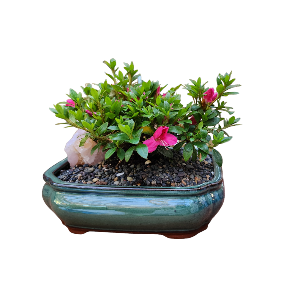 Pink Azalea Bonsai in Green Ceramic Pot 9"