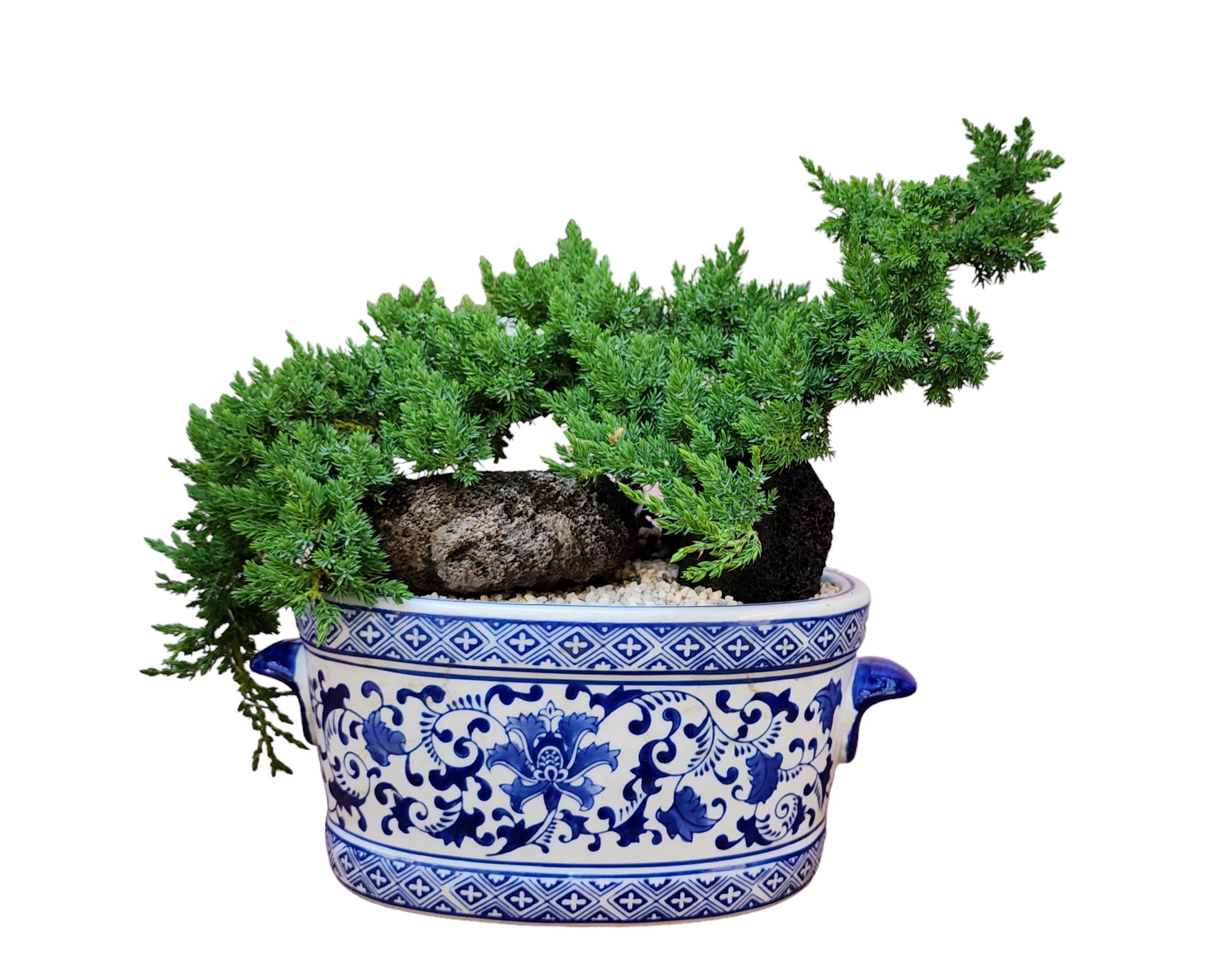 Juniper Tree Bonsai in Blue and White Porcelain Pot 10"