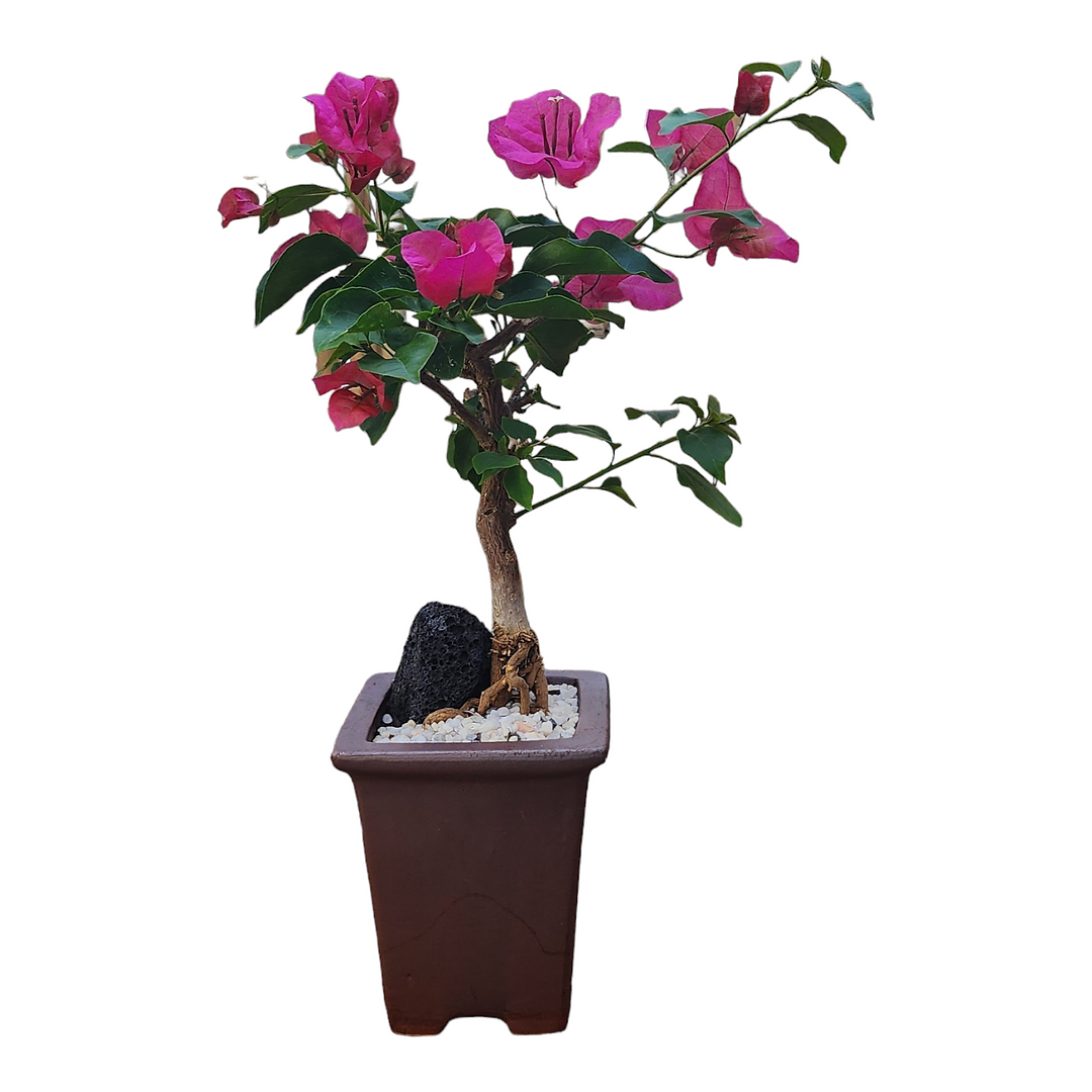 Bougainvillea Bonsai in Chi-Sa Red Earth Pot 16"