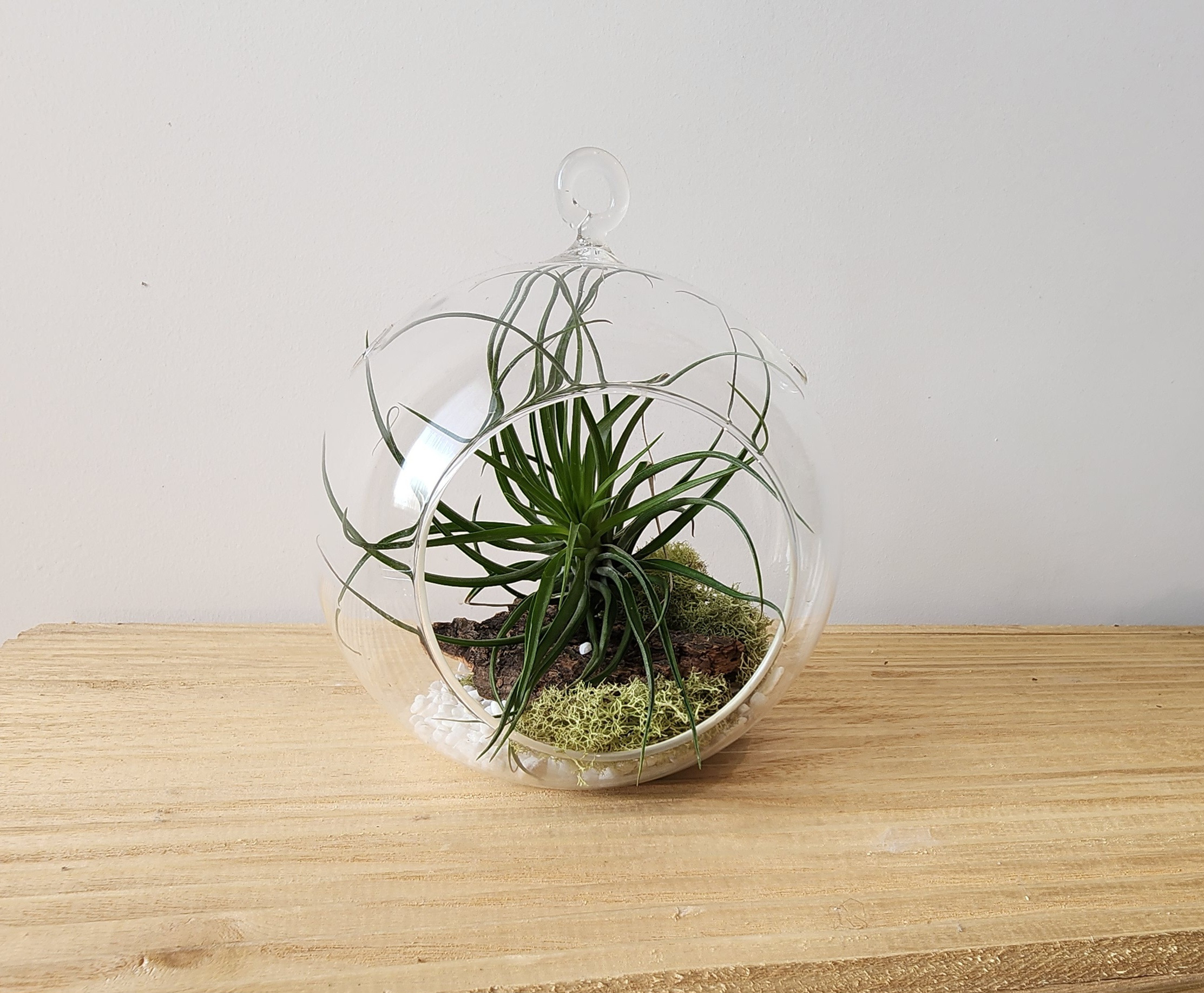 Handing Terrarium with Air Plant 4.5"
