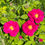 Miniaturbild: Rosenblüten Duftrosenessig
