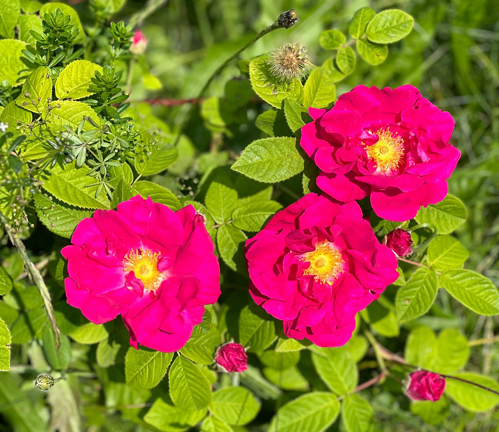 Miniaturbild: "Rose des Alpes" Rosenblüten-Essigelixier aus Glarner Duftrosen