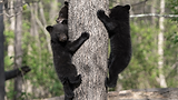 bear cubs in tree.png