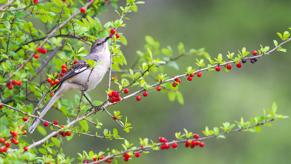 America’s Original Buzz: The Wild, Weird History of Yaupon Tea