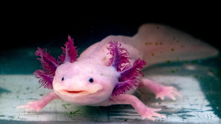 Endangered Axolotl