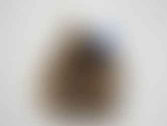 Trust and Obey the Gospel