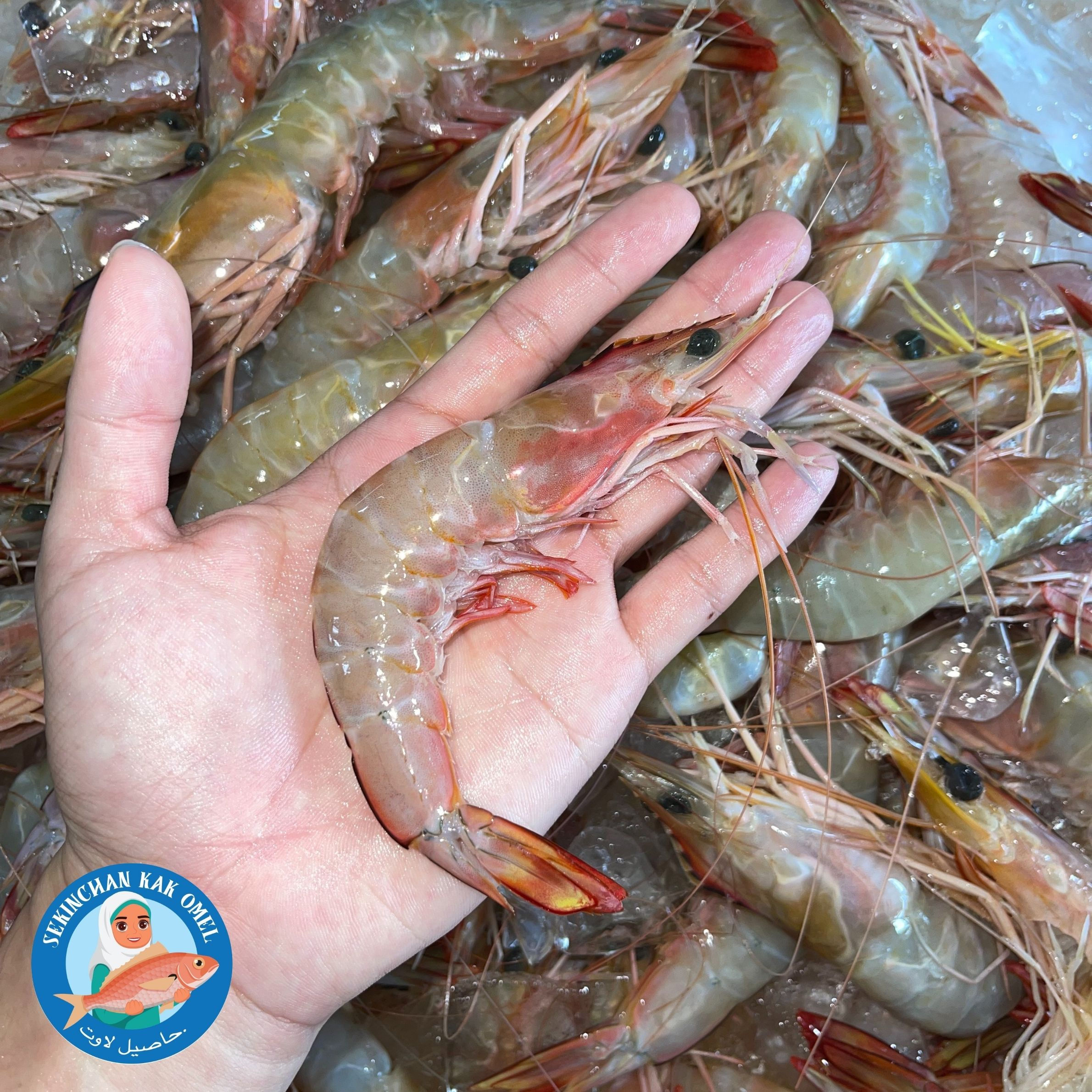 [SEGAR] UDANG TOHE LAUT AB (500G/BOX)【12-15EKOR 】
