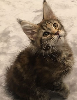 Phoebe 2019-02-27.jpg