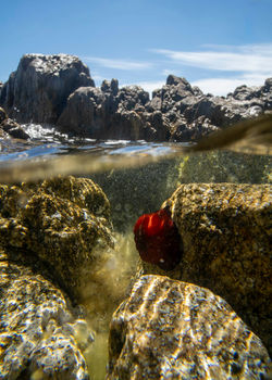Actinia equina