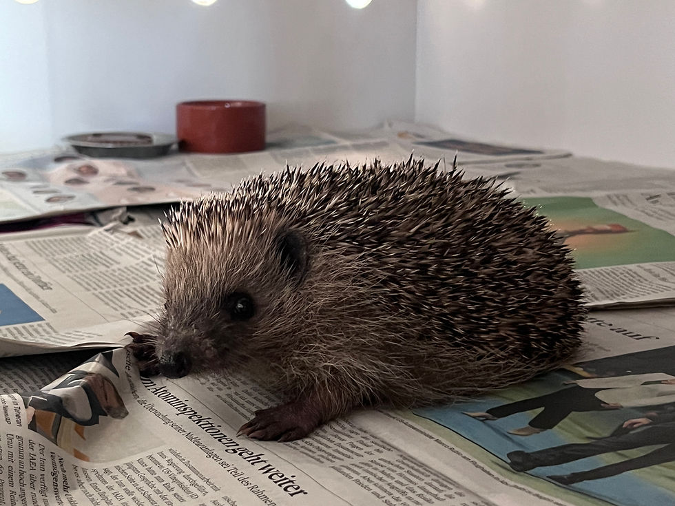 Einführung in die Welt der Igel
