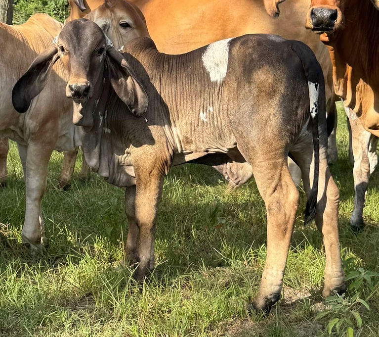 CATTLE_18.jpg