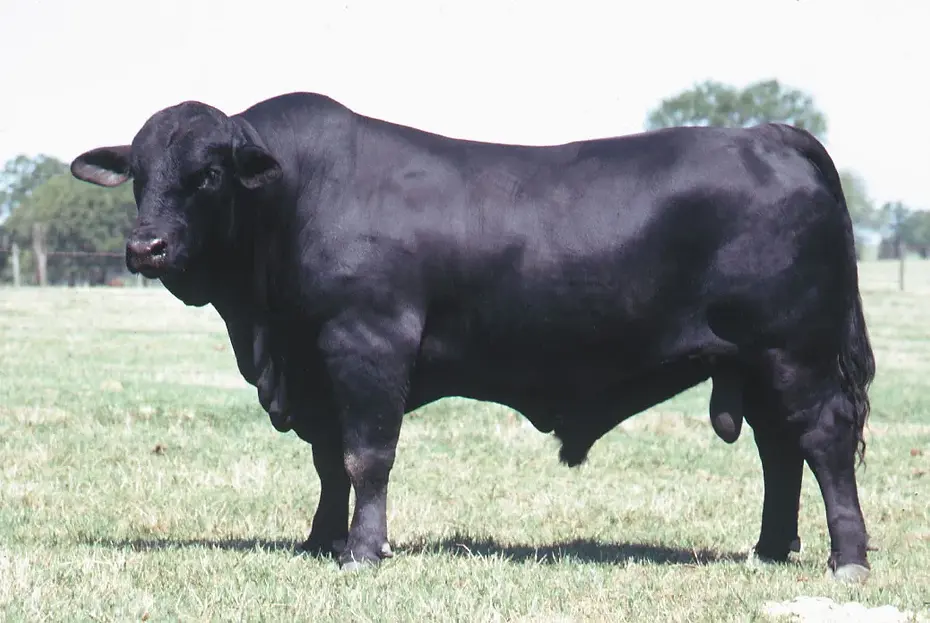 CATTLE_BRANG.webp