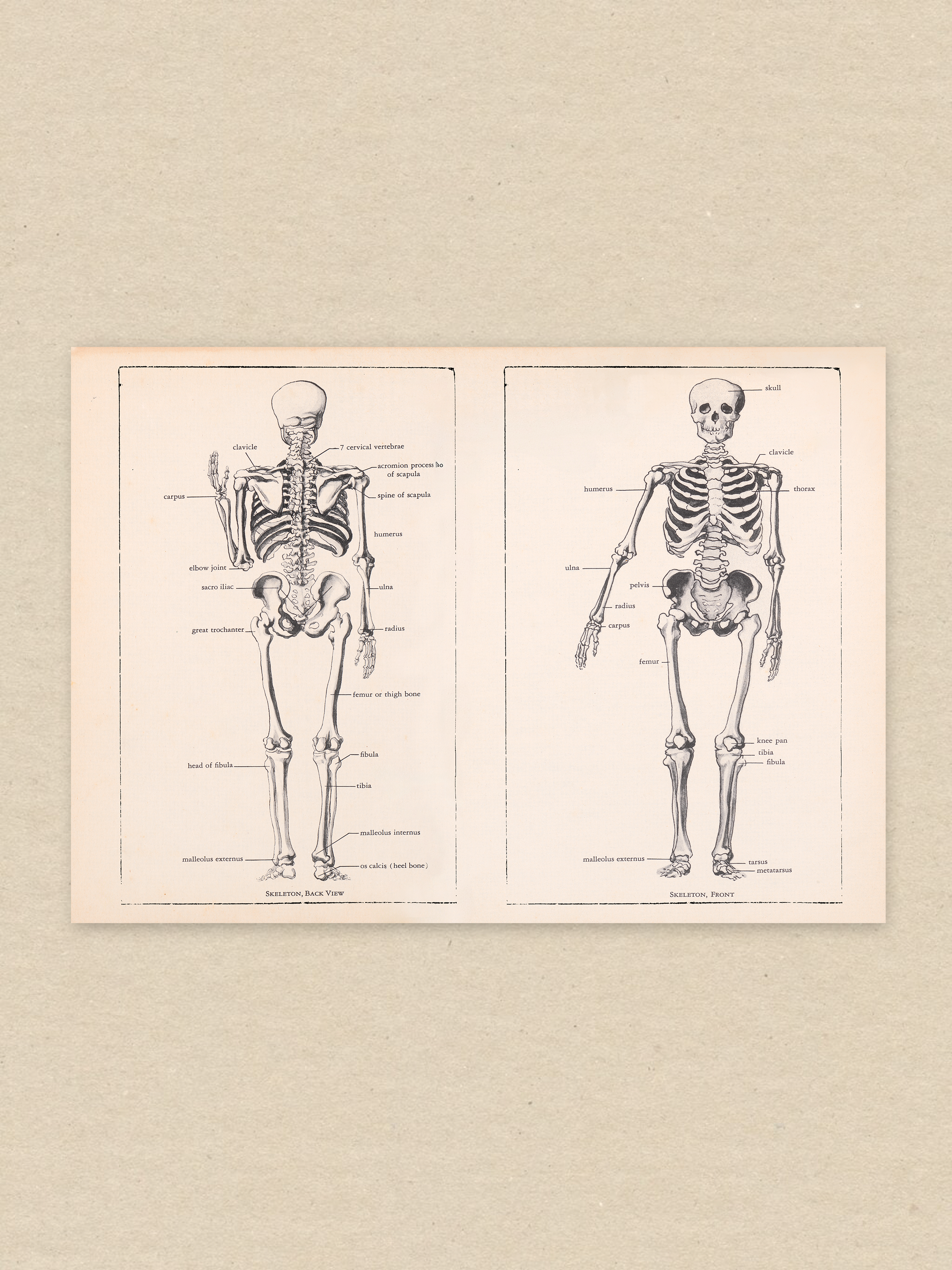 Skeleton / 02