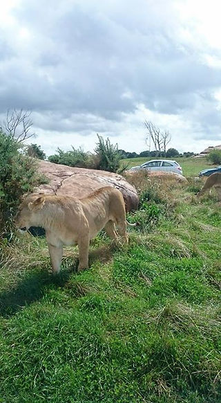 Oooohh, Simba's abit close!!😨