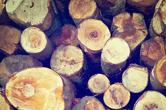 Harvesting bamboo promotes re-growth; this means no re-planting is required and deforestation is avoided.