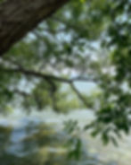 water tree mapleview.jpg