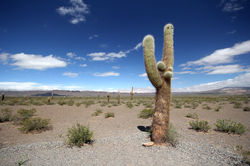 PN Los Cardones, Argentine