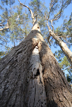 Franklin River Reserve, VIC