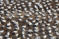 Gannet Colony, Muriwai