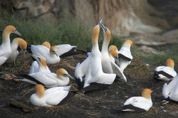Gannet Colony, Muriwai