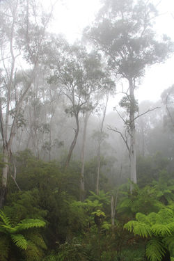 Blue Mountains NP, NSW