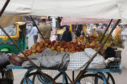 Jodhpur,  Inde
