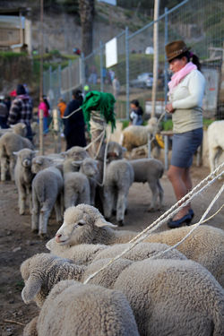 Otavalo, Equateur
