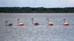 Camarones, Colombie