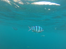 Koh Tao, Thaïlande