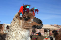 Sud Lipez, Bolivie