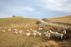 On the road, Catlins