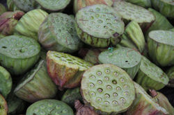 Graines de Lotus, Chine