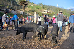 Otavalo, Equateur