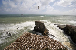 Gannet Colony, Muriwai