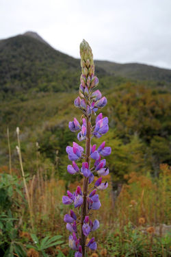 Route des Sept Lacs, Argentine