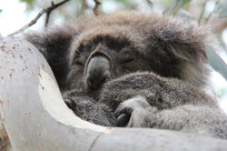 Great Ocean Road, VIC