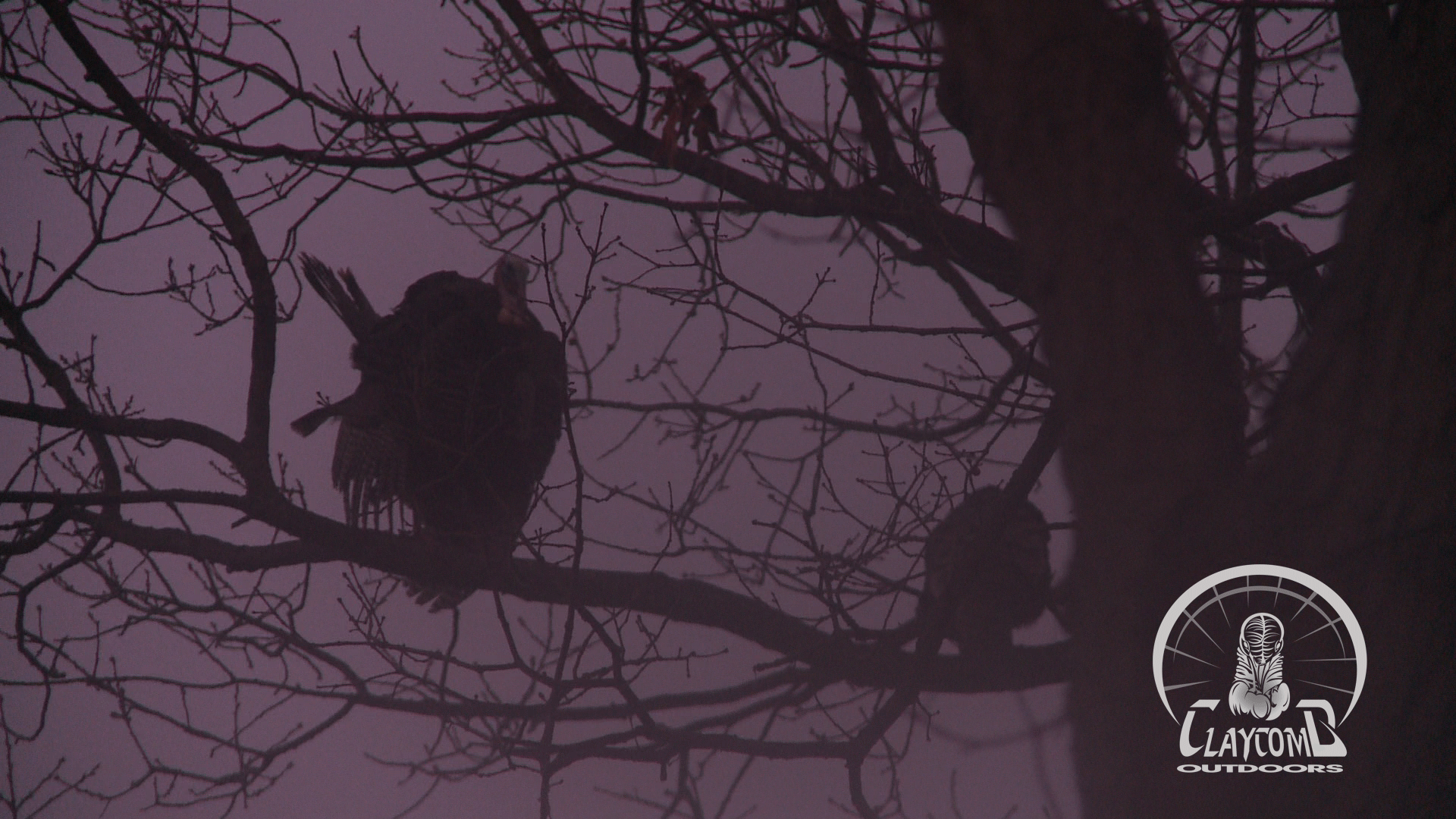 STRUTTER-&-HEN-3-12-15.gif