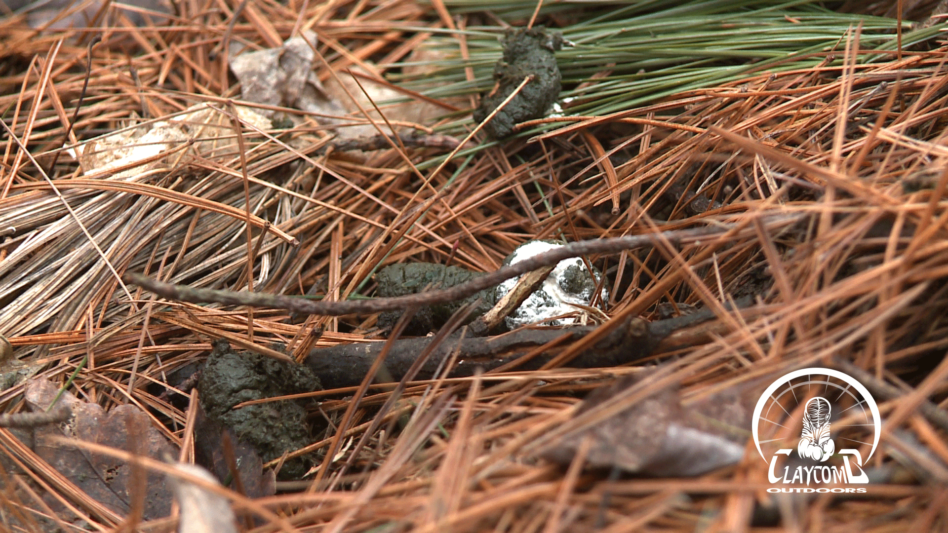 3-21-15-TURKEY-DROPPINGS-@-ROOST-SITE-104222;06.gif