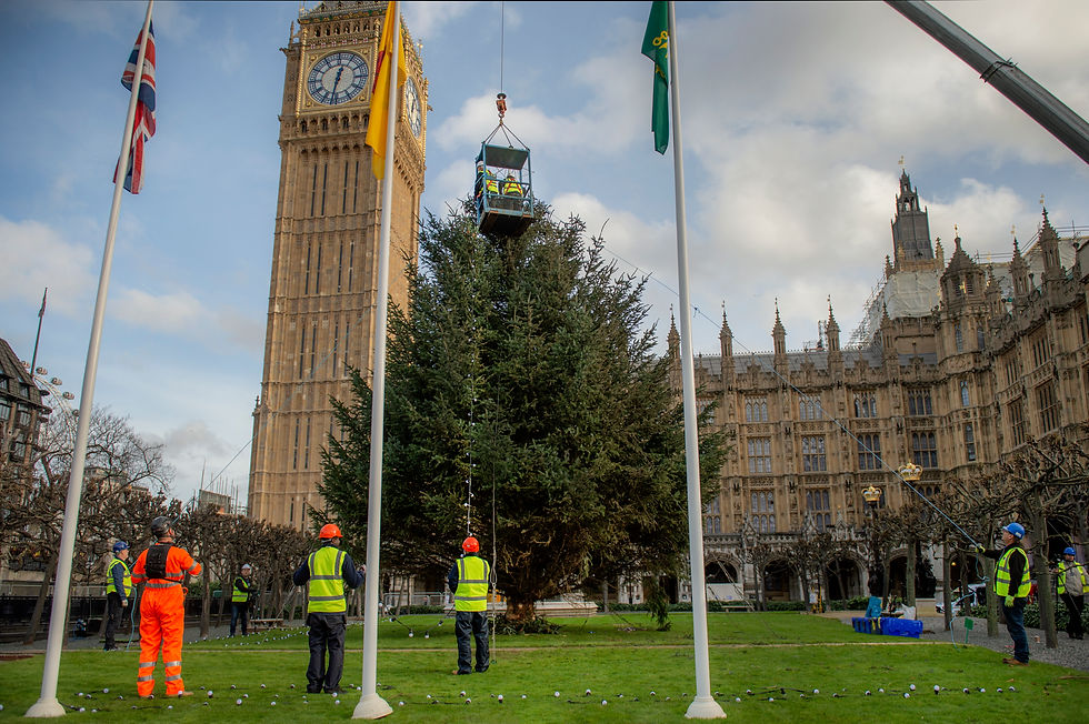 Eye-level view of the Houses of Parliament Christmas Tree