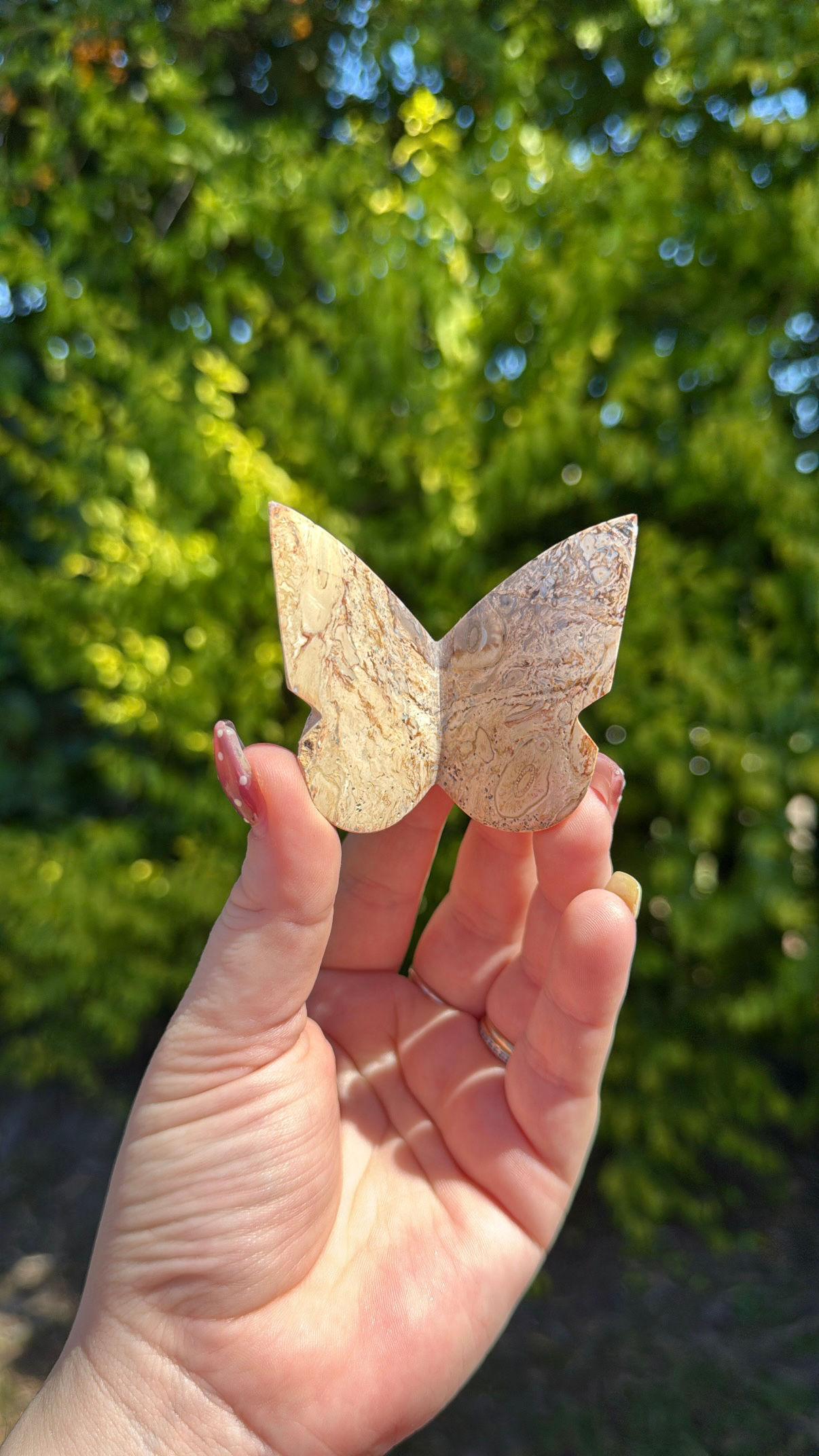Palm Root Jasper Butterfly 