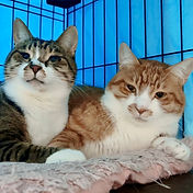 IMG_6156 2_edited.jpg